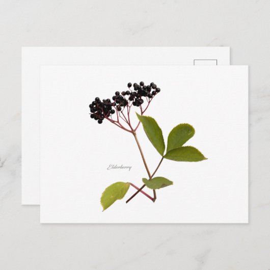 Carte Postale Sureau (Devant / Derrière)