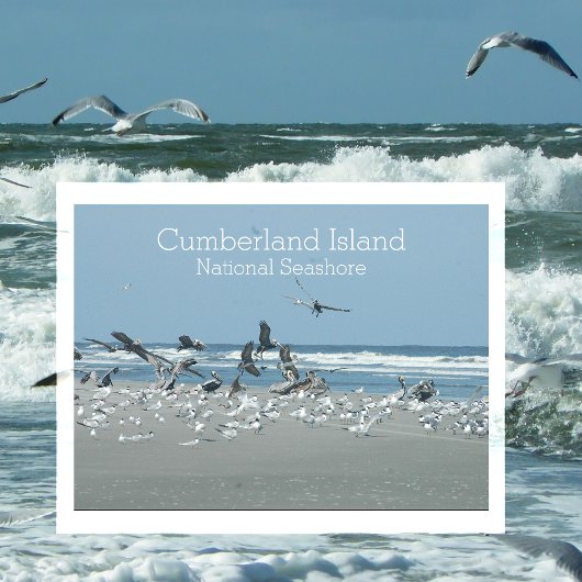 Carte Postale Surf aux oiseaux, côte nationale de l'île Cumberla