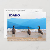 Carte Postale SURF ! - Oies (Devant / Derrière)