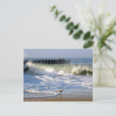 Carte Postale Surf Playa del Rey Oiseaux - Mike Izzo (Debout devant)