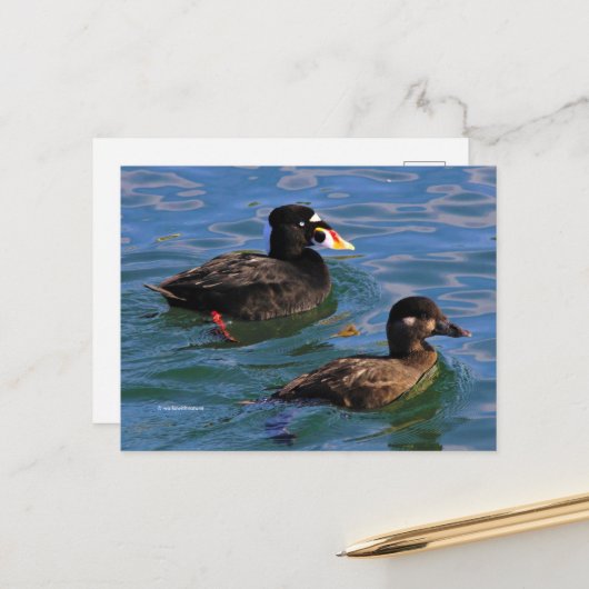 Carte Postale Surf Scoter Conflit aux bords de la jetée (Devant/Arrière en situation)