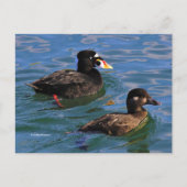 Carte Postale Surf Scoter Conflit aux bords de la jetée (Devant)