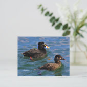 Carte Postale Surf Scoter Conflit aux bords de la jetée (Debout devant)