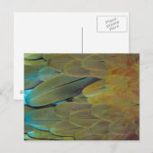 Carte Postale Surface de la plume (Devant / Derrière)