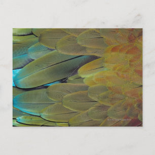 Carte Postale Surface de la plume