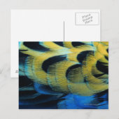 Carte Postale Surface de la plume 4 (Devant / Derrière)