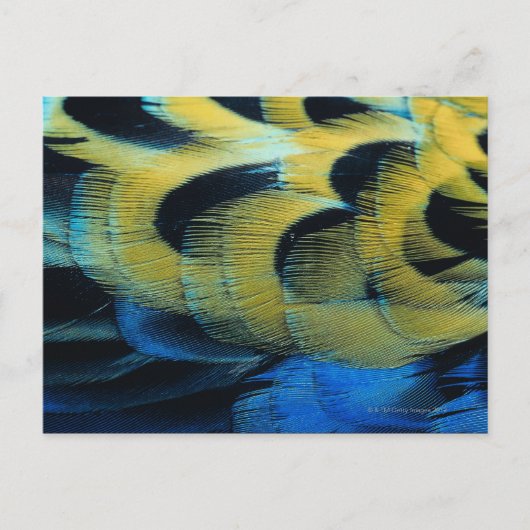 Carte Postale Surface de la plume 4 (Devant)