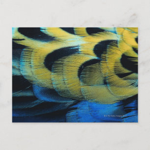 Carte Postale Surface de la plume 4