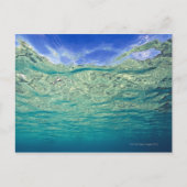 Carte Postale Surface d'une mer topique claire vue de (Devant)