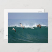 Carte Postale Surfing de Pelican (Devant / Derrière)