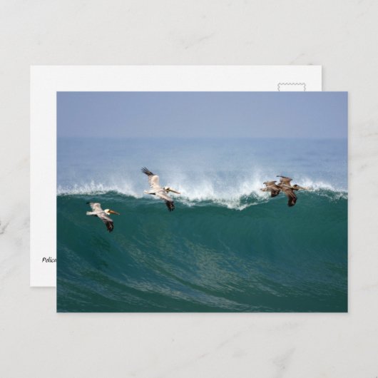 Carte Postale Surfing de Pelican (Devant / Derrière)