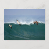 Carte Postale Surfing de Pelican (Devant)