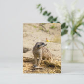 Carte Postale Suricate (Debout devant)