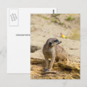 Carte Postale Suricate (Devant / Derrière)