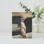 Carte Postale Suricate (Debout devant)
