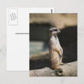 Carte Postale Suricate (Devant / Derrière)