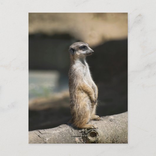 Carte Postale Suricate (Devant)