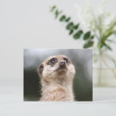 Carte Postale Suricate (Debout devant)