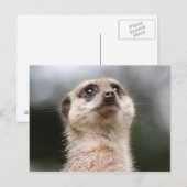 Carte Postale Suricate (Devant / Derrière)