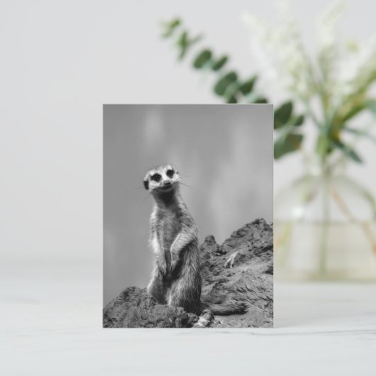 Carte Postale Suricate (Debout devant)