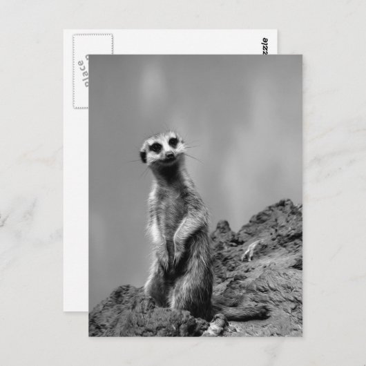 Carte Postale Suricate (Devant / Derrière)