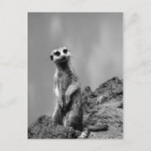 Carte Postale Suricate (Devant)