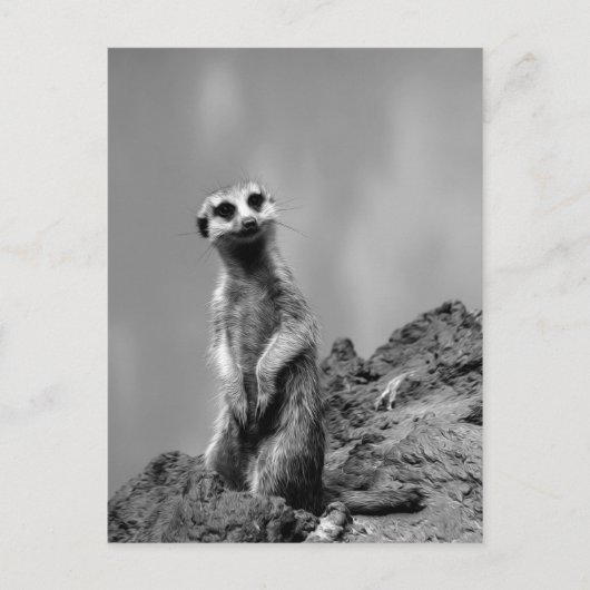 Carte Postale Suricate (Devant)