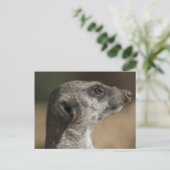 Carte Postale Suricate (Debout devant)