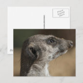 Carte Postale Suricate (Devant / Derrière)
