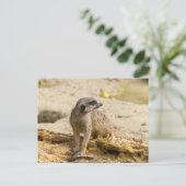Carte Postale Suricate (Debout devant)