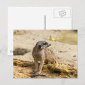 Carte Postale Suricate (Devant / Derrière)
