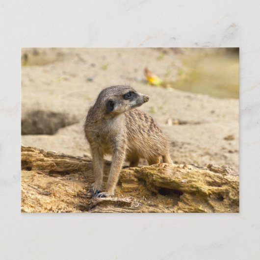 Carte Postale Suricate (Devant)