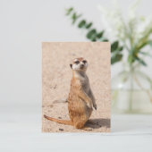 Carte Postale Suricate (Debout devant)