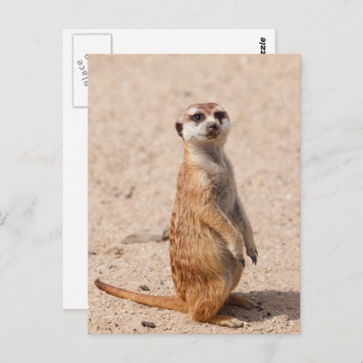 Carte Postale Suricate (Devant / Derrière)