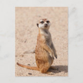 Carte Postale Suricate (Devant)