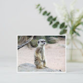 Carte Postale suricate (Debout devant)
