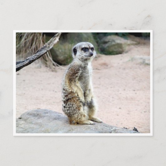 Carte Postale suricate (Devant)