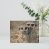 Carte Postale Suricate 067 (Debout devant)
