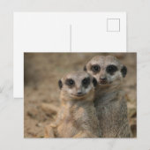 Carte Postale Suricate 067 (Devant / Derrière)