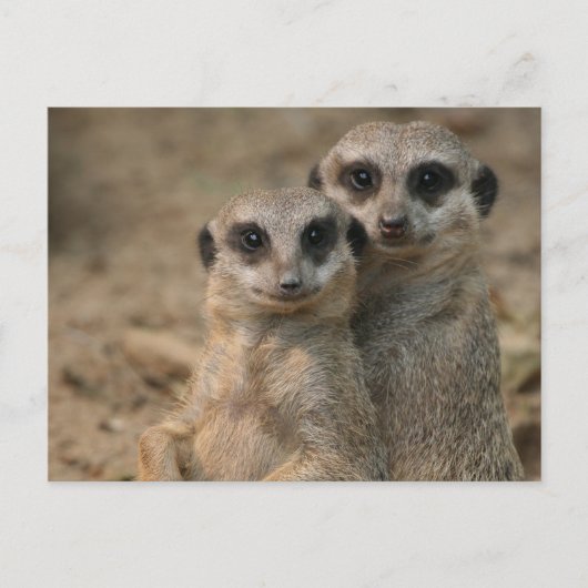 Carte Postale Suricate 067 (Devant)