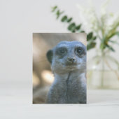 Carte Postale Suricate drôle (Debout devant)