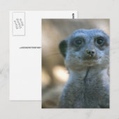 Carte Postale Suricate drôle (Devant / Derrière)