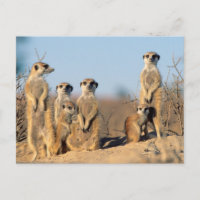 Suricate family sunning themselves at their