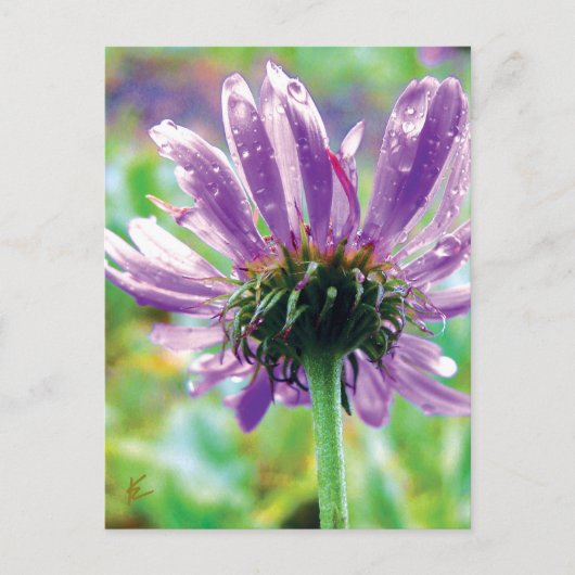 Carte Postale Survivant, Fleur pourpre avec Dew (Devant)