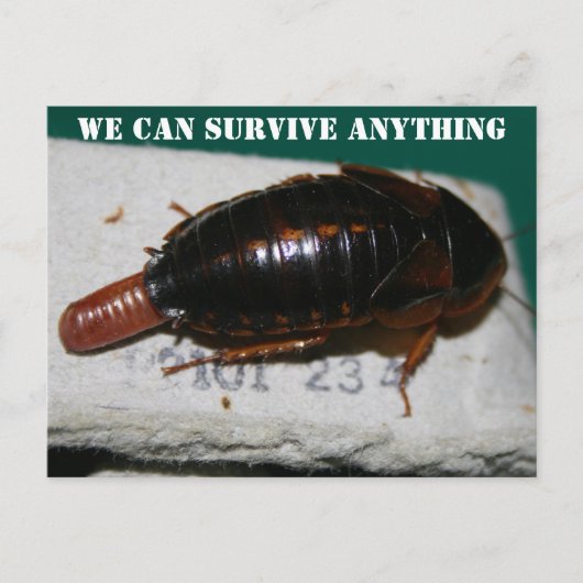 Carte Postale Survivre à n'importe quoi, Cockroach avec poche d' (Devant)