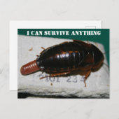 Carte Postale Survivre à n'importe quoi, Cockroach avec poche d' (Devant / Derrière)