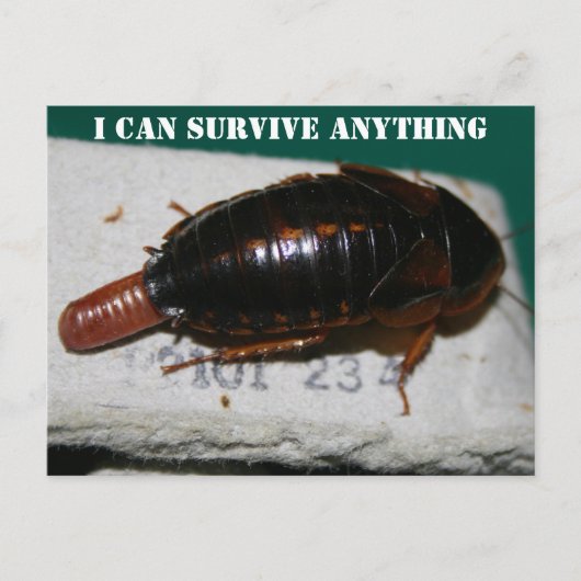 Carte Postale Survivre à n'importe quoi, Cockroach avec poche d' (Devant)
