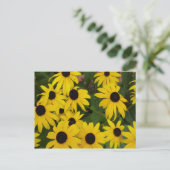 Carte Postale Susans à oeil noir (Debout devant)