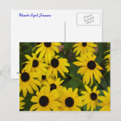 Carte Postale Susans à oeil noir (Devant / Derrière)