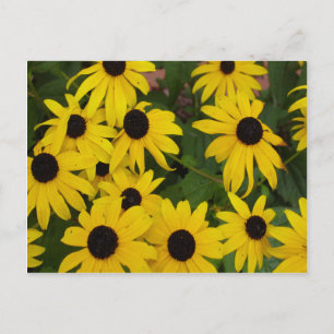 Carte Postale Susans à oeil noir